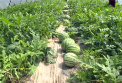 蔚县吃瓜事件最新爆料,最新爆料揭示惊人内幕